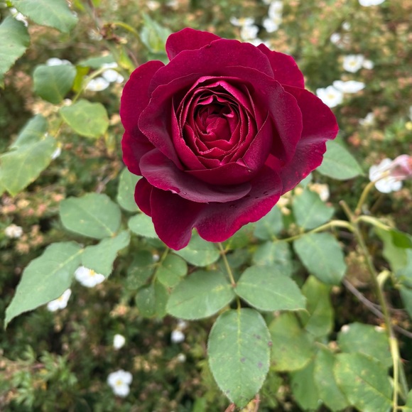 Meet your Posher, Alexandra - Picture 1 of 1